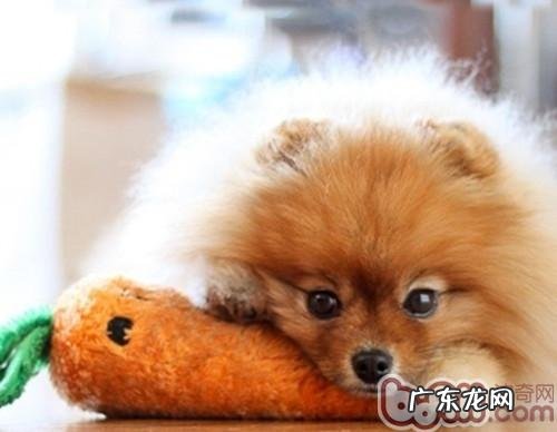 红萝卜对小狗的功效