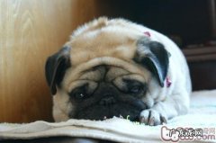 养犬家中夏天该如何驱蚊