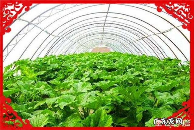 没本钱干什么挣钱快 农村创业适合做什么回本快赚钱多,乡下做什么比较赚钱