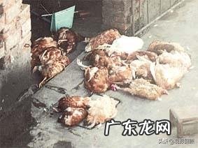 没本钱干什么挣钱快 农村创业适合做什么回本快赚钱多,乡下做什么比较赚钱