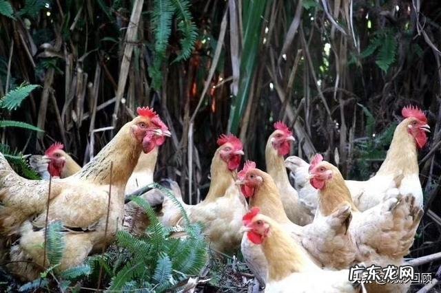 没本钱干什么挣钱快 农村创业适合做什么回本快赚钱多,乡下做什么比较赚钱