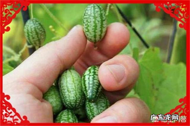 没本钱干什么挣钱快 农村创业适合做什么回本快赚钱多,乡下做什么比较赚钱