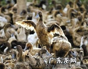 没本钱干什么挣钱快 农村创业适合做什么回本快赚钱多,乡下做什么比较赚钱