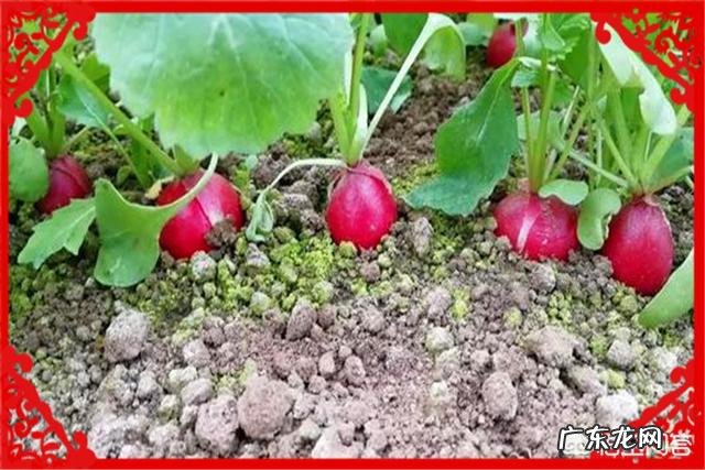 没本钱干什么挣钱快 农村创业适合做什么回本快赚钱多,乡下做什么比较赚钱