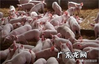 挣钱好项目 农村现如今能够赚钱的项目都有哪些,适合农村的创业项目