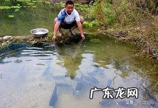 挣钱好项目 农村现如今能够赚钱的项目都有哪些,适合农村的创业项目