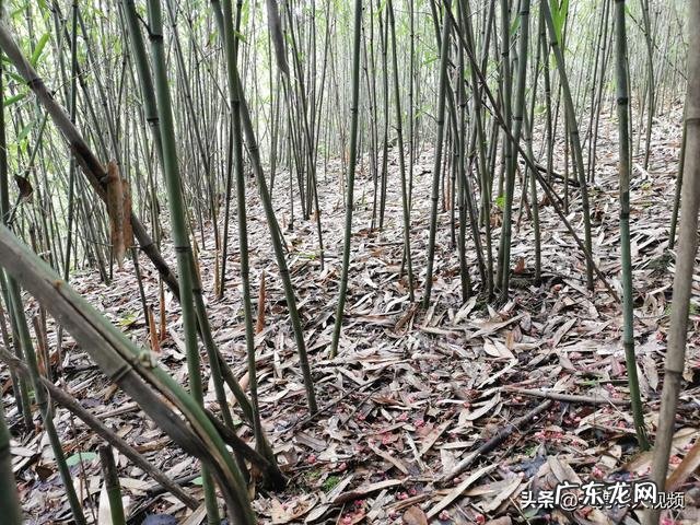 挣钱好项目 农村现如今能够赚钱的项目都有哪些,适合农村的创业项目