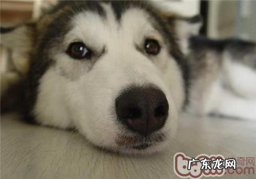 小狗不能吃盐吗?