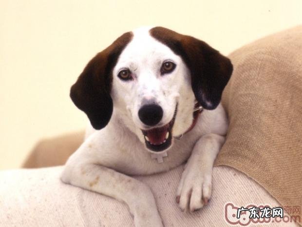 麦芽糖醇可造成 小狗身亡