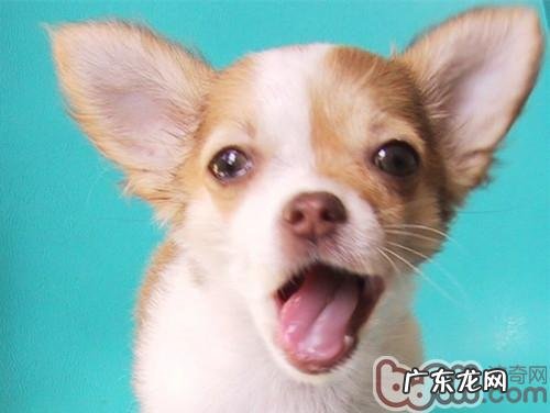 端午粽子不必和狗共享资源