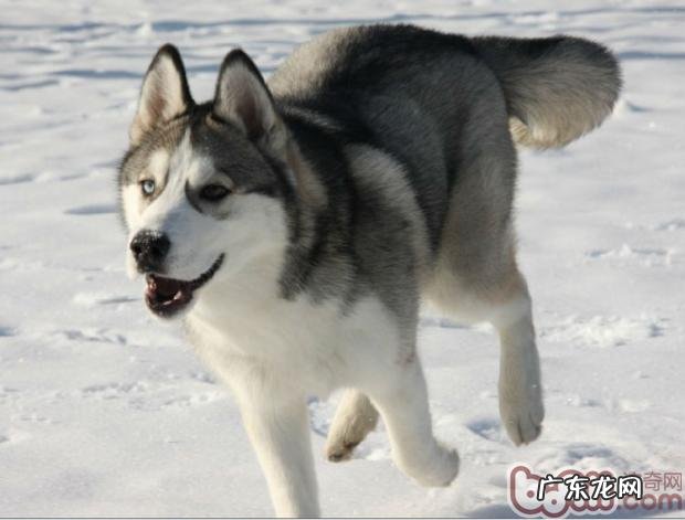 喂养金毛前的提前准备