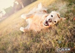 小狗不能缺乏的三种维他命