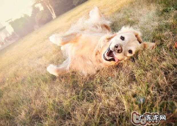 小狗不能缺乏的三种维他命