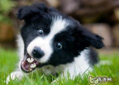 小狗在家里拆东西很有可能病了