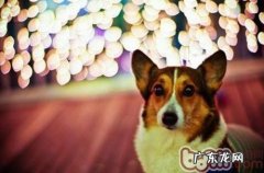 夜里遛猫遛狗的常见问题