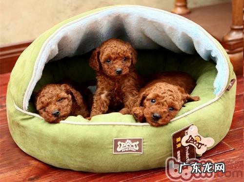 狗狗的窝的恰当清除方式