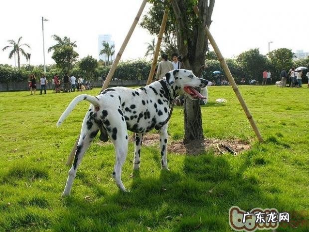 小狗的群体行为剖析