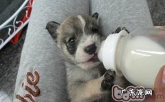 汇总能够给小狗吃的补钙的食物