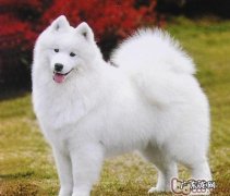 严寒冬季喂养小狗的常见问题