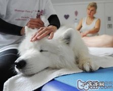 给小狗按摩的好处