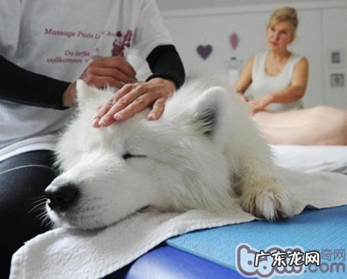 给小狗按摩的好处