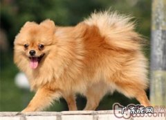 狗狗摇尾巴的頻率意味着激动水平