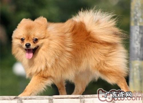 狗狗摇尾巴的頻率意味着激动水平