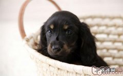 狗狗多大离去母狗比较好