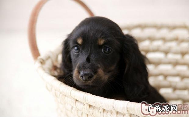 狗狗多大离去母狗比较好