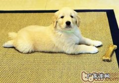 小狗一天卡路里换算表