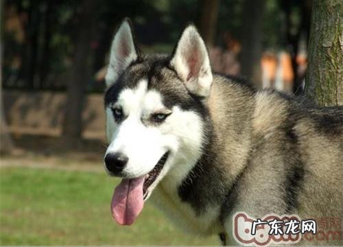 发育阶段小狗应当怎样喂养