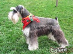 【检测】布艺沙发测试方法检测小狗的自以为是