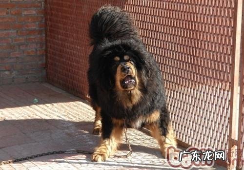 小狗是不是乱咬先观查主人家