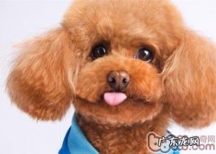 对你说狗狗舔人的缘故