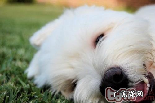 怎样训练小狗户外代谢