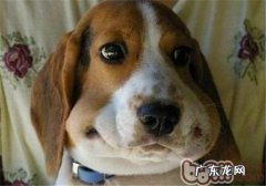 如何操纵好小狗的胃口