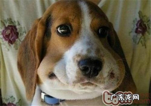 如何操纵好小狗的胃口