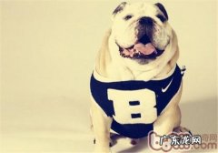 狗狗不吃狗粮的缘故