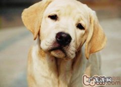 小狗的念旧心理状态详细介绍