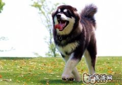 怎样打造出小狗的心理健康