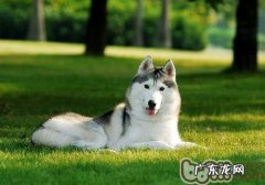 小狗吐毛球应该怎么办