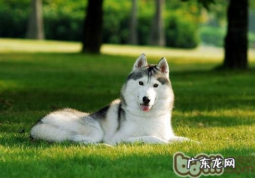 小狗吐毛球应该怎么办