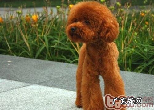 教你慧眼网上购物犬粮