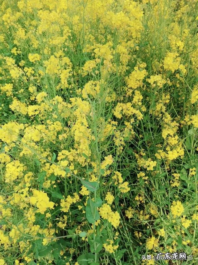 朋友圈突然变成三天可见 翻开朋友圈,发现越来越多的朋友利用朋友圈做起了生意。能挣钱吗?越来越不敢发朋友圈