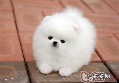 小狗吃狗粮呕吐根本原因