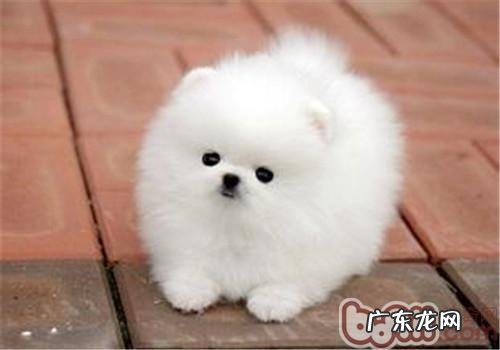 小狗吃狗粮呕吐根本原因