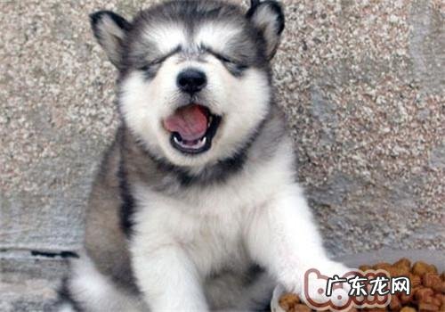 小狗挑食该怎么办