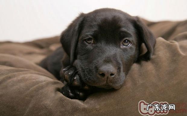 选择散称犬粮时的常见问题