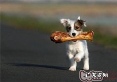 小狗吃是多少犬粮适合？