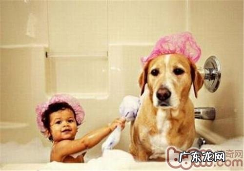 孕期的小狗能够冼澡吗